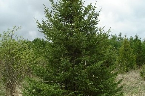 Кракен даркнет рекламы