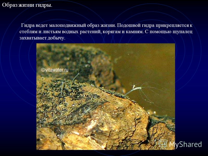 Кракен через тор